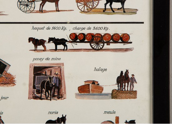 Reproduction